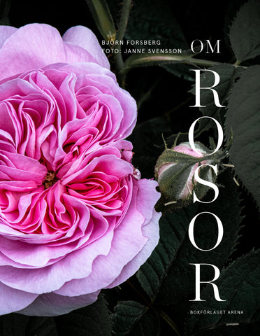 Rosor